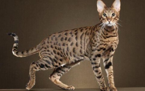 猫咪繁育计划的制定与优化