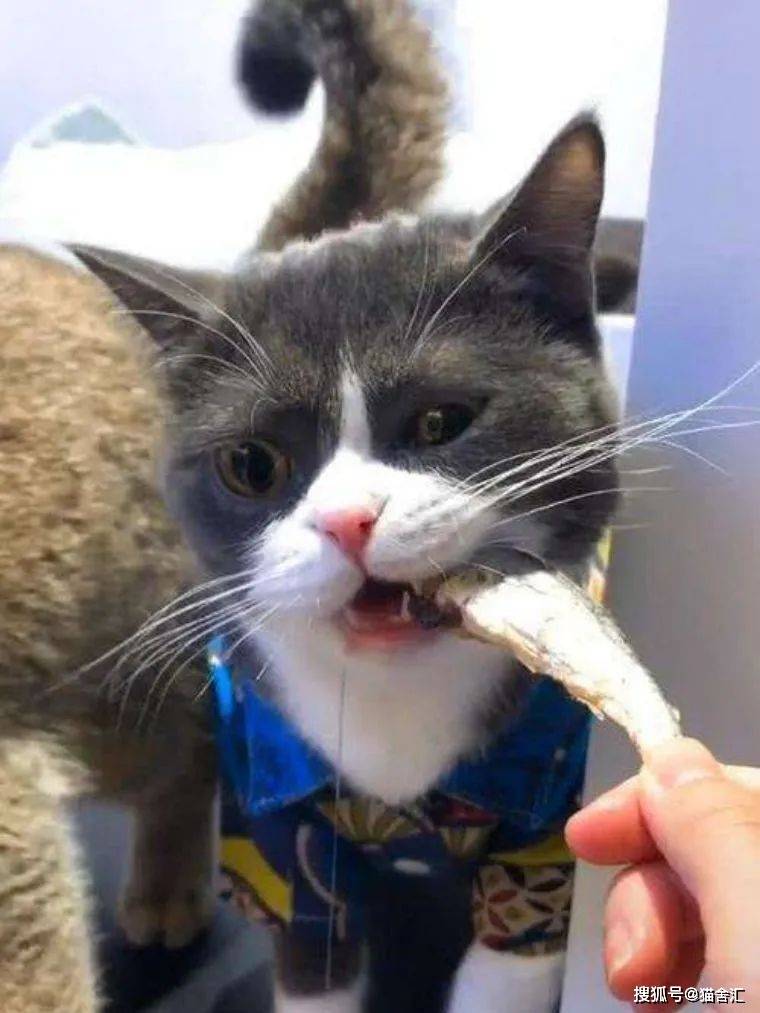 正确社会化训练，如何不让猫“社恐”（一）