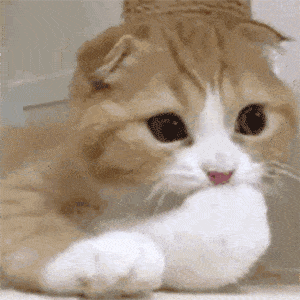 猫舍必看疾病科普│关于猫咪慢性肾病你应该知道的事！