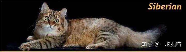 如何做猫舍│猫品种的选择