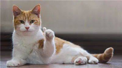 正确社会化训练，如何不让猫“社恐”（一）