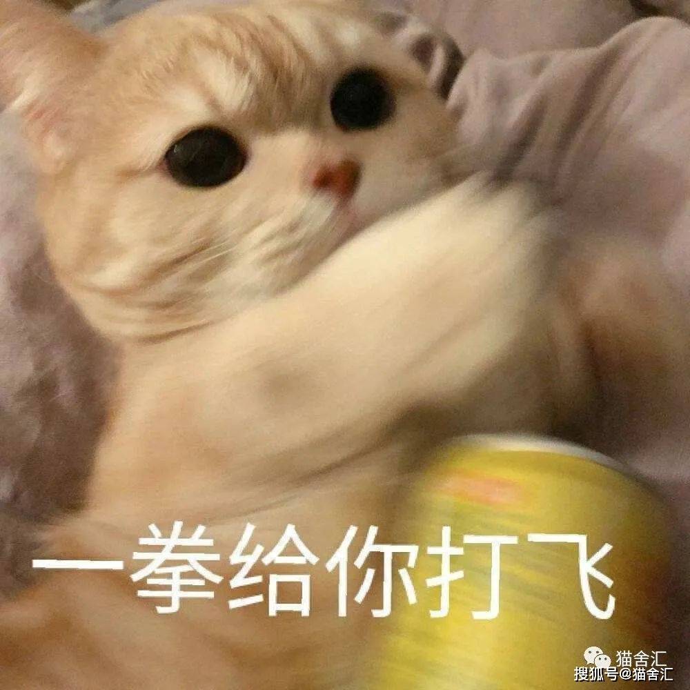 猫舍必看疾病科普│猫黄疸详解和预防