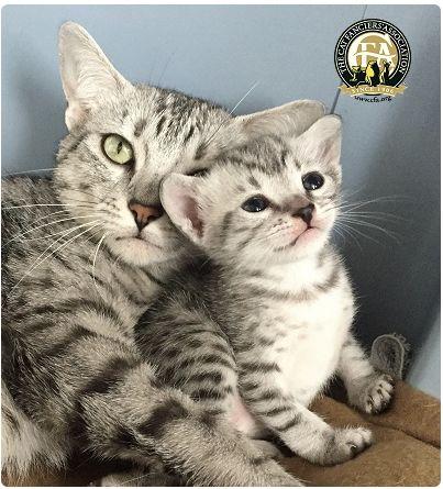 CFA 认证的这 46 个品种猫，你认识几种？（含 3 个考察期品种）