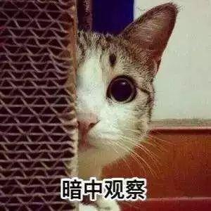 我的猫爱咬我怎么办（一）