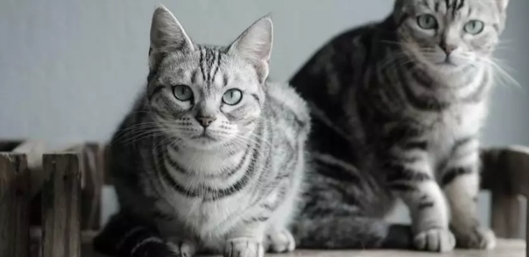 为什么最好一次带两只小猫回家？