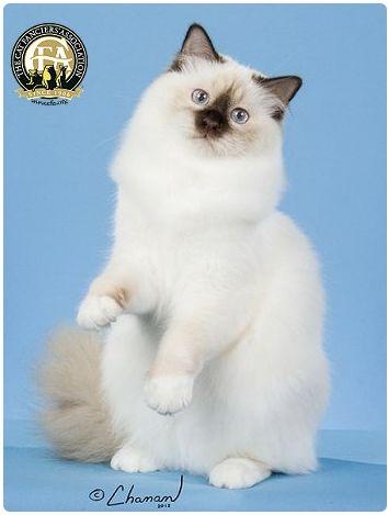 CFA 认证的这 46 个品种猫，你认识几种？（含 3 个考察期品种）