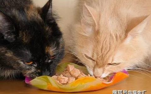 猫舍必看疾病科普│猫食物过敏表现及应对方法