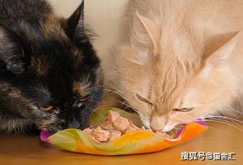 猫舍必看疾病科普│猫食物过敏表现及应对方法