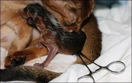 母猫的两种自然分娩方式全图解