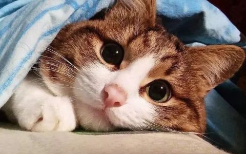 正确社会化训练，如何不让猫“社恐”（一）