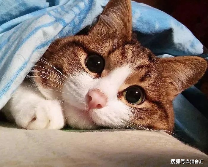 正确社会化训练，如何不让猫“社恐”（一）