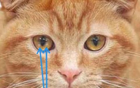 猫咪眼睛上的白斑是什么原因？
