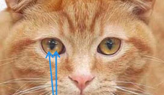 猫咪眼睛上的白斑是什么原因？