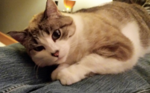 我是如何驯服一只野猫的？