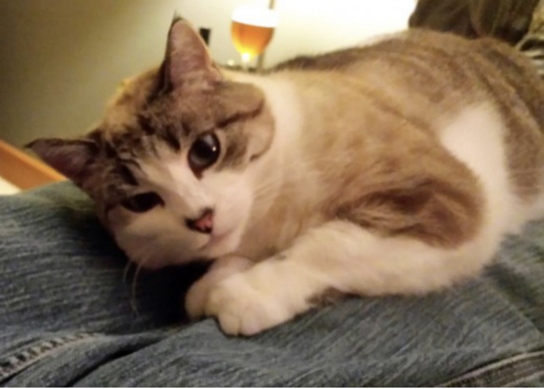 我是如何驯服一只野猫的？