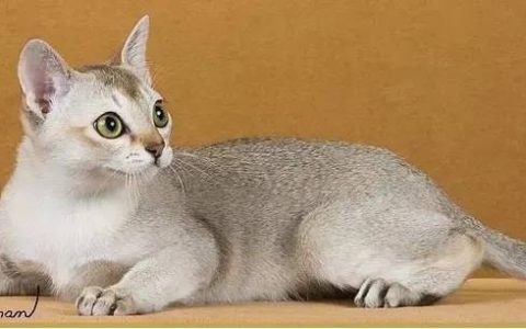 猫舍用药指南│速诺等抗感染药物适用于哪些情况？