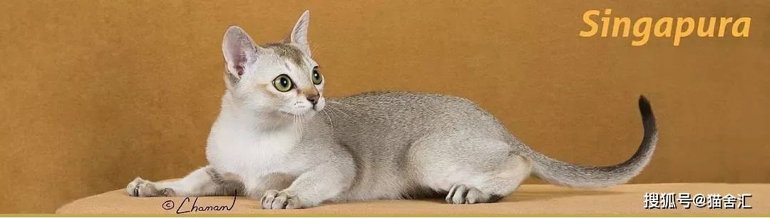 猫舍用药指南│速诺等抗感染药物适用于哪些情况？