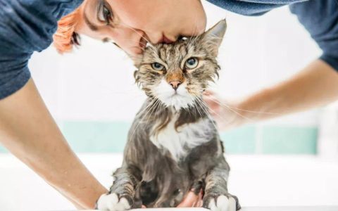 给猫咪洗澡的 7 个小技巧（适合新家长学习）