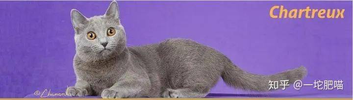 如何做猫舍│猫品种的选择