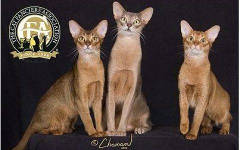 CFA 认证的这 46 个品种猫，你认识几种？（含 3 个考察期品种）