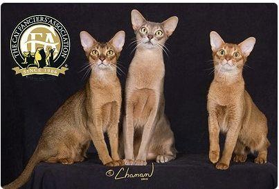 CFA 认证的这 46 个品种猫，你认识几种？（含 3 个考察期品种）