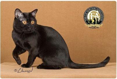 CFA 认证的这 46 个品种猫，你认识几种？（含 3 个考察期品种）