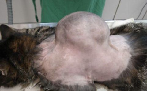 给猫咪接种疫苗的正确方案