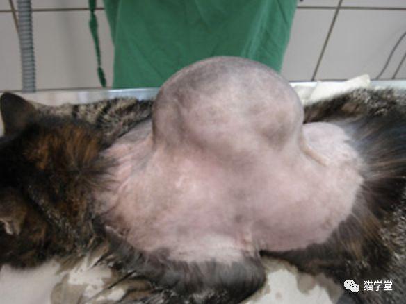 给猫咪接种疫苗的正确方案