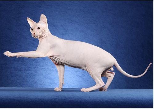 TICA 公开的 79 个品种猫，你认识几个？