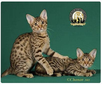 CFA 认证的这 46 个品种猫，你认识几种？（含 3 个考察期品种）