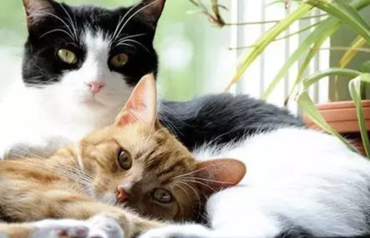 为什么最好一次带两只小猫回家？