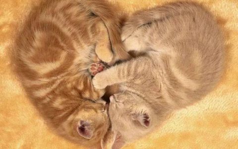 我死了，我的猫怎么办？