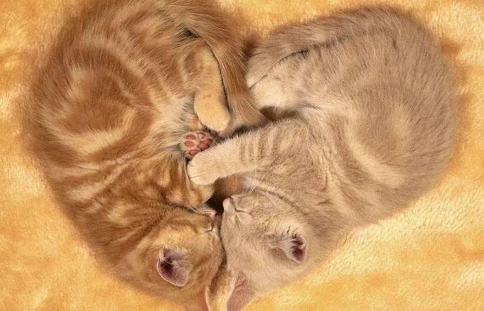 我死了，我的猫怎么办？