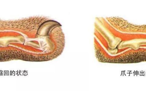 关于猫咪爪子的一些常识