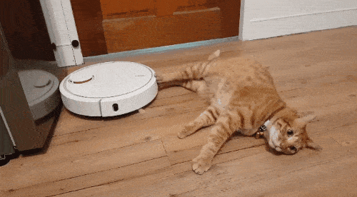 正确社会化训练，如何不让猫“社恐”（二）