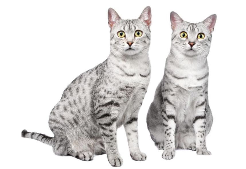 为什么最好一次带两只小猫回家？