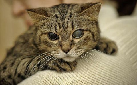 猫的健康成长，都需要哪些基础营养素？