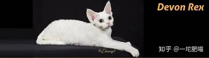 如何做猫舍│猫品种的选择