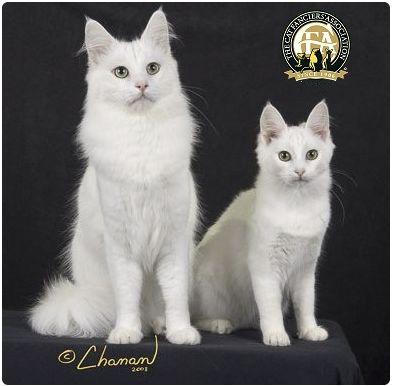 CFA 认证的这 46 个品种猫，你认识几种？（含 3 个考察期品种）