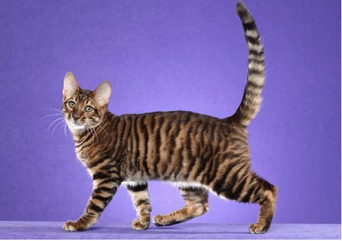 TICA 公开的 79 个品种猫，你认识几个？