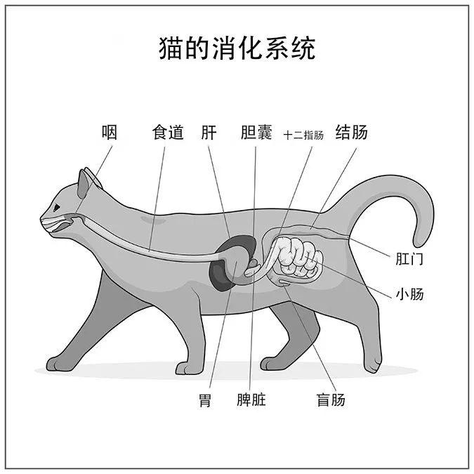 12 条猫要吃肉的证据