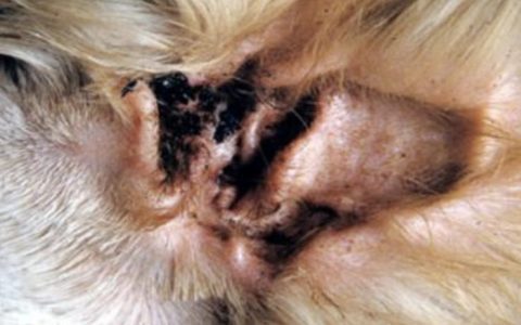 猫咪耳朵和头部掉毛的12个原因