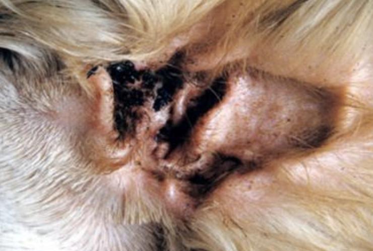 猫咪耳朵和头部掉毛的12个原因