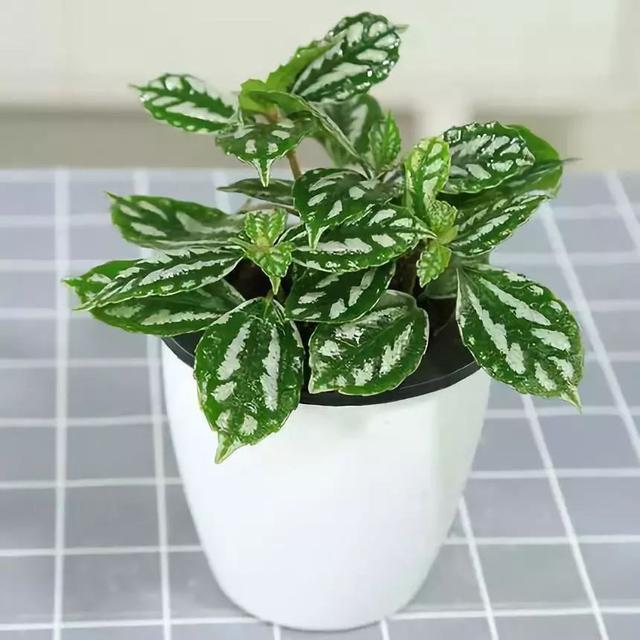 对猫咪来说绝对安全的 10 种室内植物