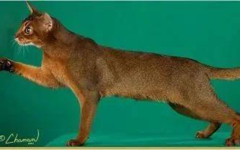 如何做猫舍│猫品种的选择