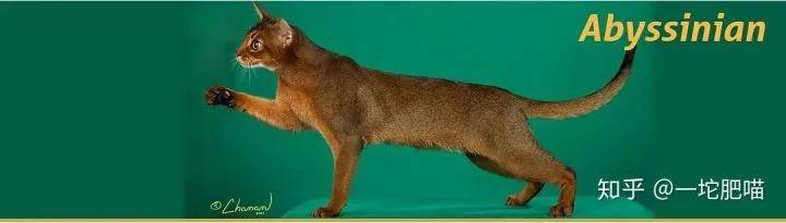 如何做猫舍│猫品种的选择