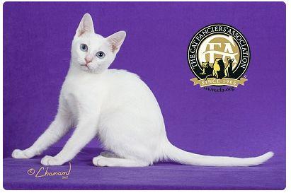 CFA 认证的这 46 个品种猫，你认识几种？（含 3 个考察期品种）