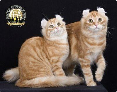 CFA 认证的这 46 个品种猫，你认识几种？（含 3 个考察期品种）