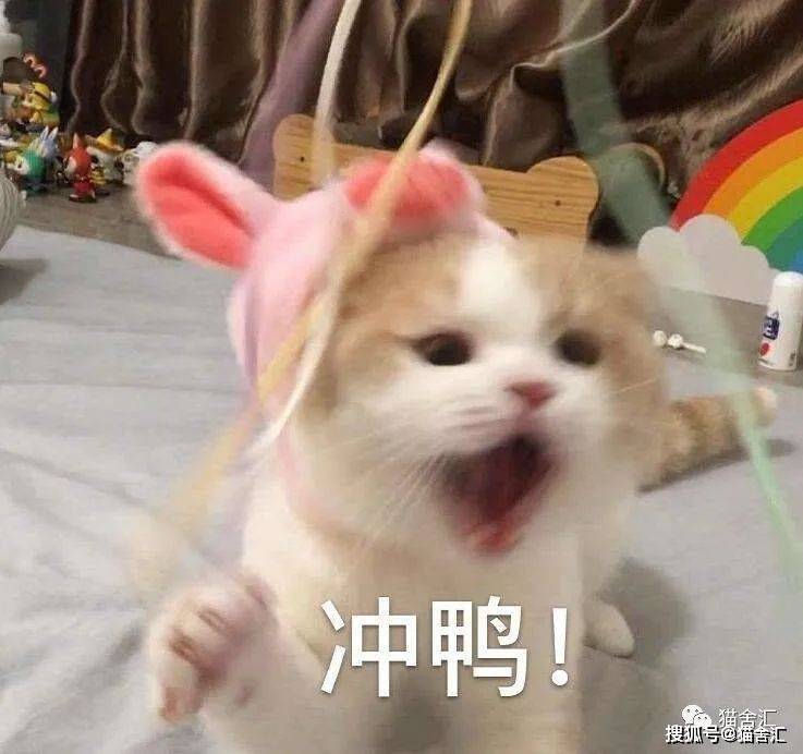 猫舍必看疾病科普│极易被铲屎官忽视的2种猫咪疾病