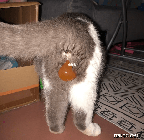 猫剖腹产的详细介绍，你不可不知